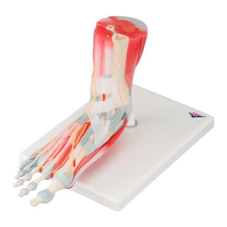 Fabrication Enterprises 3B Anatomical Model - Foot Skeleton with Removable Ligaments & Muscles, 6-Part 958733